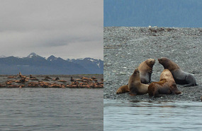 Steller sea lions