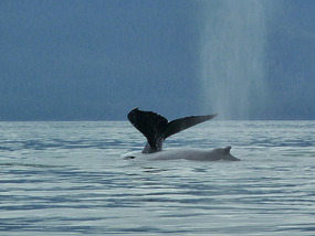Whale blowing