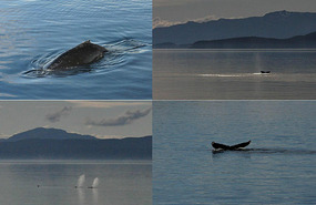 Whales from the ferry