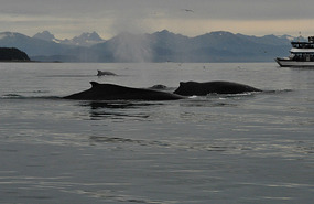 Whales right by our boat