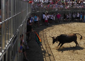 Bull attacking the crowd