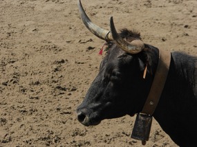Bull with tassel