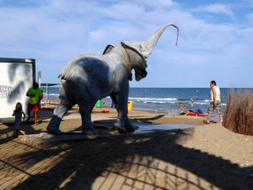 Elephant shower