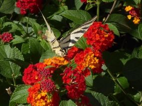 Zebra butterfly on Spanish Flag flowers