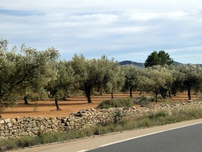 Olive groves