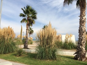 Pampas & palms