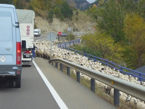 Held up by sheep!