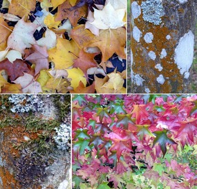 Autumn leaves