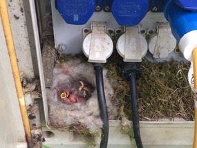 Babies in the electrics box