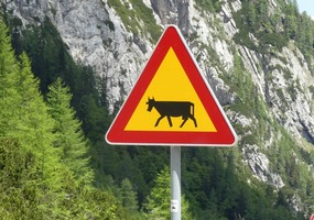 Beware cows with square udders and feet