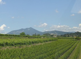 Vines