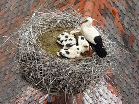 Stork's nest