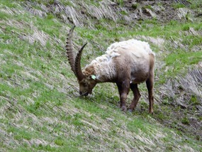 Alpine ibex