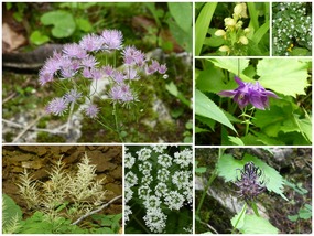 Wildflowers
