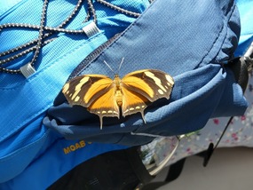 Butterfly on a bag