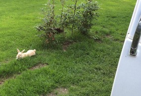 Permanent residents
