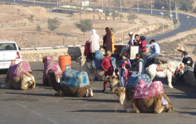 Camels at the ready