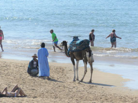 Camels on the beach