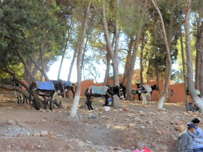 Donkey park at the souk