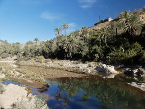 Oasis