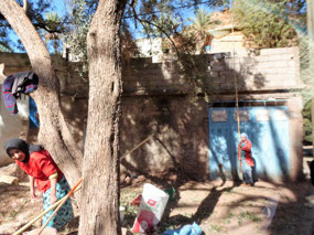 Shaking the olive trees