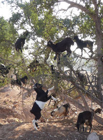 Goats in trees!