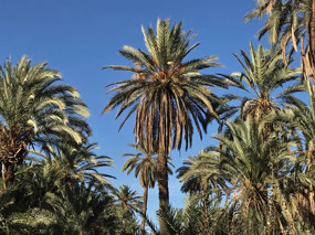 Oasis