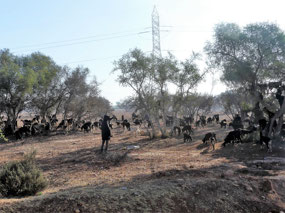 Goat herd
