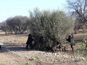 Goats down from the tree!