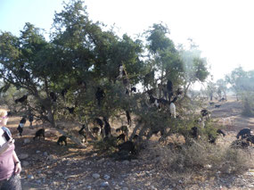 Goats in trees