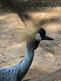 Crested crane