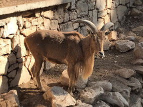 Mountain goat