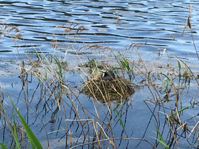 Coot on nest