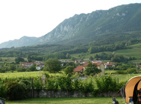 Monsieur's vineyard