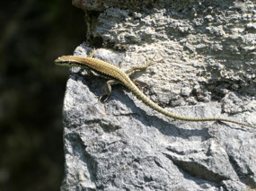 Sunbathing gecko