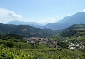 Hillsides full of vines