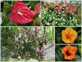 Botanical gardens at Varonne