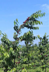 Cherries