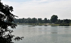 Rhine with swans