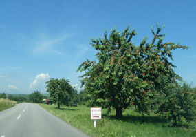 Roadside cherry trees