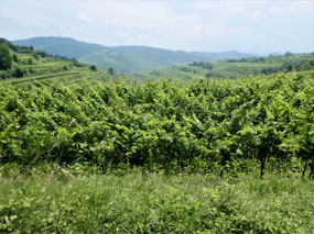 Vine view from Badberg