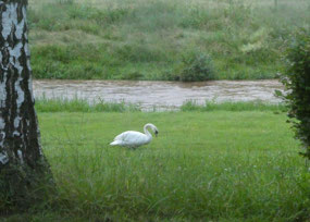 Riverside wildlife