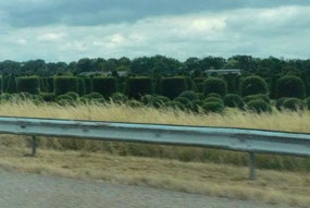A field of topiary