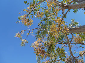 Tree view