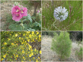 Mountain flora