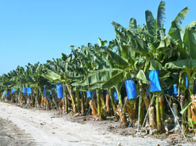 Banana plantations at Coral Bay