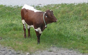 Cowbell