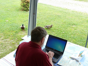 Duck visitors