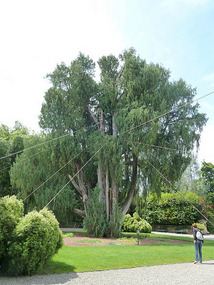 Kashmir Cypress