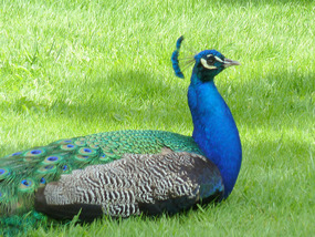 Peacock